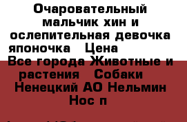 Очаровательный мальчик хин и ослепительная девочка японочка › Цена ­ 16 000 - Все города Животные и растения » Собаки   . Ненецкий АО,Нельмин Нос п.